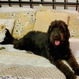 Annie - Labradoodle