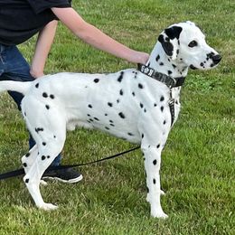 Phoenix - Dalmatian