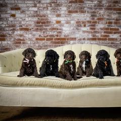 Goldendoodle and Labradoodle Puppies from Dessie's Doodles