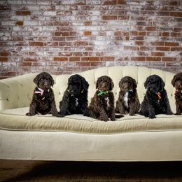 Goldendoodle and Labradoodle Puppies from Dessie's Doodles