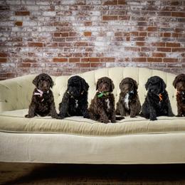Goldendoodle and Labradoodle Puppies from Dessie's Doodles