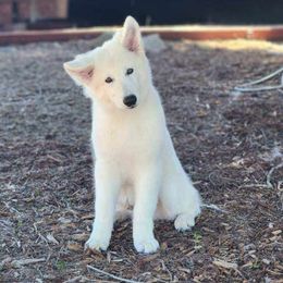 Berger Blanc Suisse Puppies from Absolute Dream White Swiss Shepherds