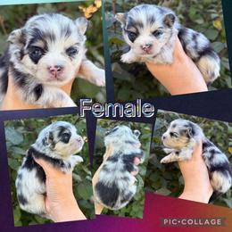 Female - Blue merle female Pomeranian puppy in Indiana from Unique Uprisings