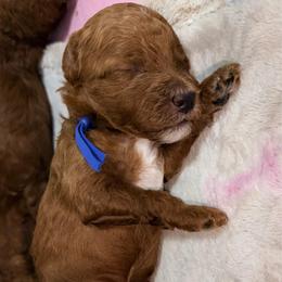 Toffee - Red  male Goldendoodle puppy in Miami, Florida from Haus of Pawz