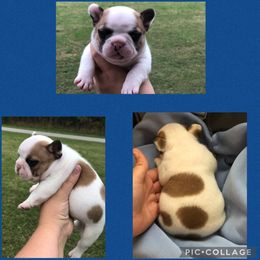 Boxer and French Bulldog Puppies from Blissful Euro Boxers & French Bull Dogs