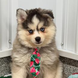 Noodle - Gray and white male Pomsky puppy in Centerville, Iowa from LJ Kennels Pomskies, LLC
