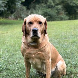 Sugar - Labrador Retriever