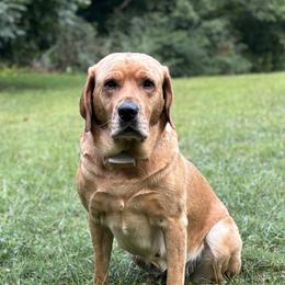 Sugar - Labrador Retriever