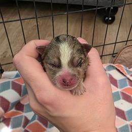 Huntrix - Merle female Pomsky puppy in Sumter, South Carolina from Emerald Skies Pomskies