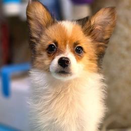 Joy - White female Companion Cross puppy in Davenport, Washington from Lovely Ladies and Little Asses Miniature Equines (L3A Pomeranians & Papillons)