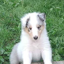 Ghost - Blue merle white and tan male Collie puppy in Salineville, Ohio from Aryggeth Collies