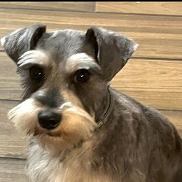 Lola - Miniature Schnauzer