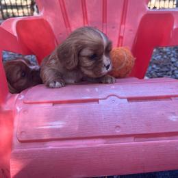 Larry - Blenheim male Cavalier King Charles Spaniel puppy in Tahlequah, Oklahoma from Love Some Dogs Dachshunds & Cavalier King Charles Spaniels,Cavapoos