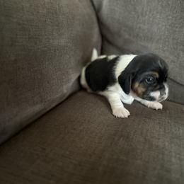Pocket Beagle Tracker Jack - Black white and tan male Beagle puppy in Gentry, Arkansas from HC Puppy Ranch
