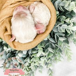 Aussiedoodle Puppies from Ridgeline Doodles