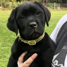 Labrador Retrievers from Karen Duty