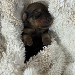 O Malley - Chocolate and tan male Dachshund puppy in Vancouver, Washington from Cascade Minis