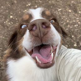 Stoic - Miniature Australian Shepherd