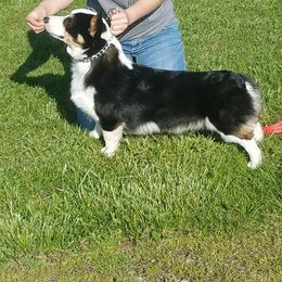 Denim - Pembroke Welsh Corgi