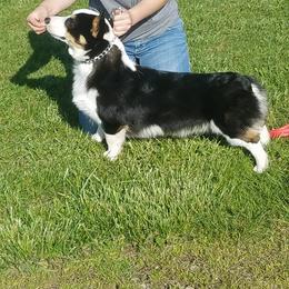 Denim - Pembroke Welsh Corgi