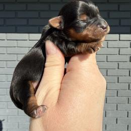 Louis - Black and tan male Yorkshire Terrier puppy in Newark, Ohio from Champagne Charm Yorkies
