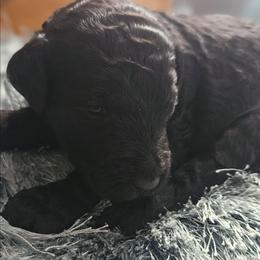Abby - Black female Goldendoodle puppy in Kansas City, Missouri from Poppy's Doodles