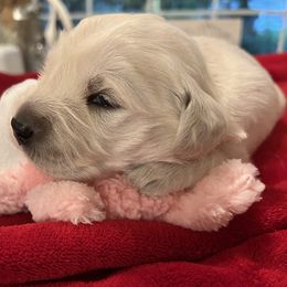 Girl 1 - Golden Retriever puppy from Golden Hearts Ranch English Cream Retrievers