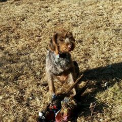 German Wirehaired Pointer All Grown Up from Osborne’s Wirehairs