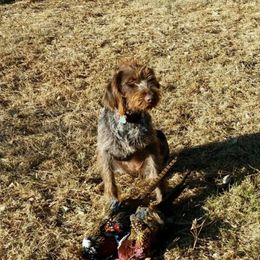 German Wirehaired Pointer All Grown Up from Osborne’s Wirehairs