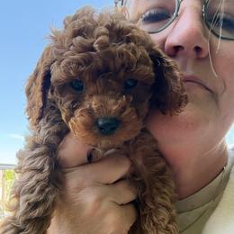 Luigi - Red male Cavapoo puppy in Mona, Utah from Hearts Full of Puppies
