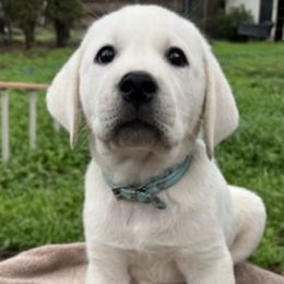 Nicklaus Boy 3 - Yellow Labrador Retriever puppy in Live Oak, California from Blanco Labradors