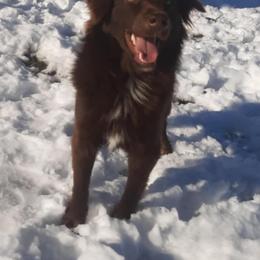 Miniature Australian Shepherd and Toy Australian Shepherd All Grown Up from Tagalong Lane Australian shepherds