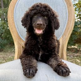 Poodle Puppies from Solara Kennels