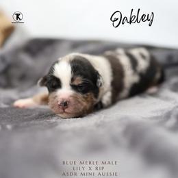 Oakley- BMM - Blue merle male Miniature Australian Shepherd puppy in Nacogdoches, Texas from TK Standard, Mini, & Toy Aussies