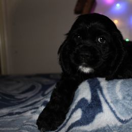 Celine - Black and white female Cocker Spaniel puppy in Hickory, North Carolina from Home Grown Cocker Spaniels