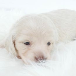 Dachshund Puppies from Dreamheart Dachshunds