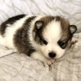 Pomeranian and Pomsky Puppies from Blueberry Poms and Pomskies