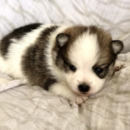 Pomeranian and Pomsky Puppies from Blueberry Poms and Pomskies