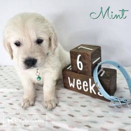 Mint - Light golden male Golden Retriever puppy in Carthage, Missouri from SDG Goldens