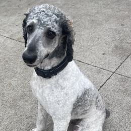 Poodle puppies from Iowa Heartland Doodles