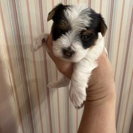 Scruff - Parti male Yorkshire Terrier puppy in Carlsbad, New Mexico from Cassandra Lopez