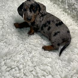Ruger - Dapple male Dachshund puppy in Council Hill, Oklahoma from Rocky Springs Ranch