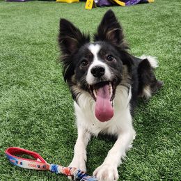 Border Collies and Golden Retrievers from S & E Goldens