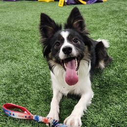Border Collies and Golden Retrievers from S & E Goldens