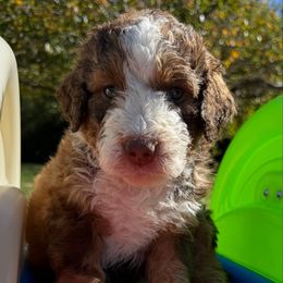 Stag - Brown and white male Bernedoodle puppy in Mint Hill, North Carolina from Ball-Y-Hoo Bernedoodles