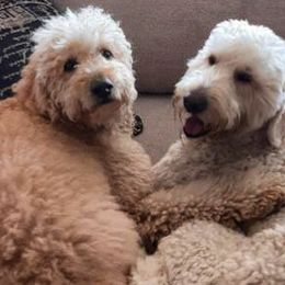Goldendoodles from Penny's Puppies