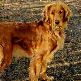 Heather - Golden Retriever