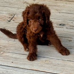 Red Phantom, Male One - Red phantom male Aussiedoodle puppy in Parma, Idaho from Arena Valley Acres