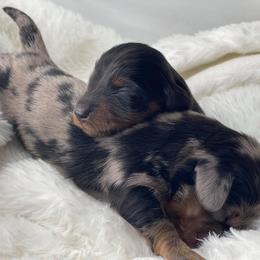 Dachshund Puppies from Hart Dachshunds