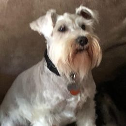 Mio - Miniature Schnauzer